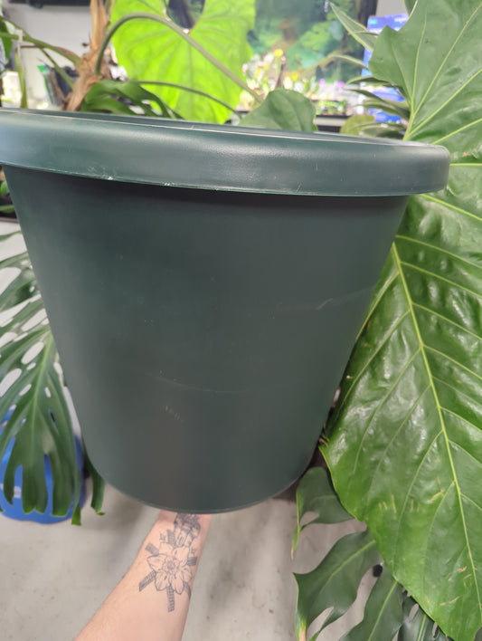 20" Classic Pot Evergreen