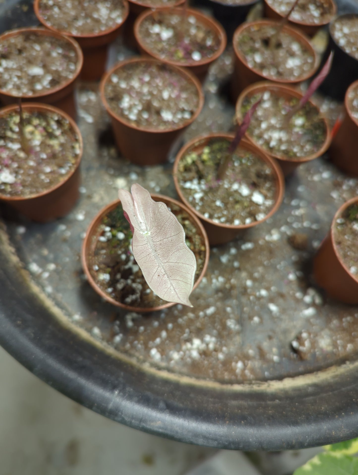 Alocasia Pseudo Sanderiana Pink sprouted corms