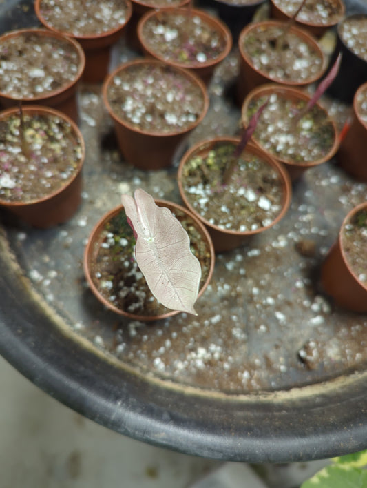 Alocasia Pseudo Sanderiana Pink sprouted corms