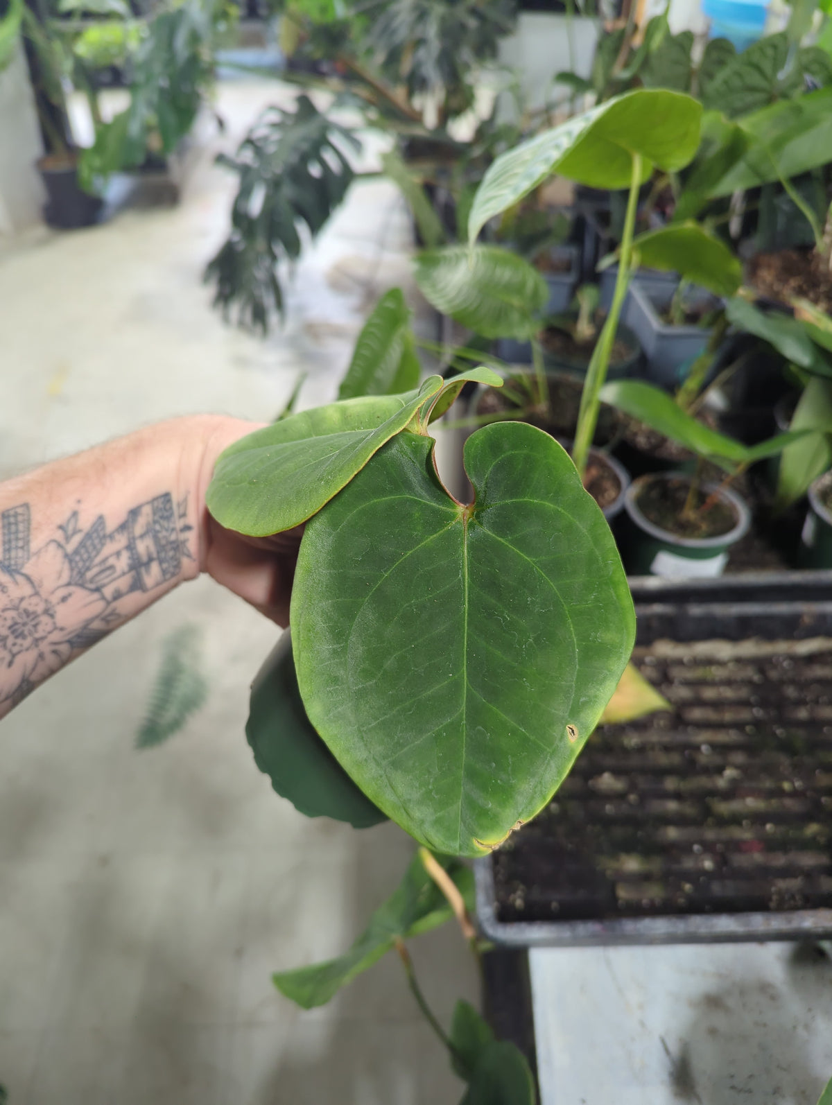 Anthurium Eastern Dressleri
