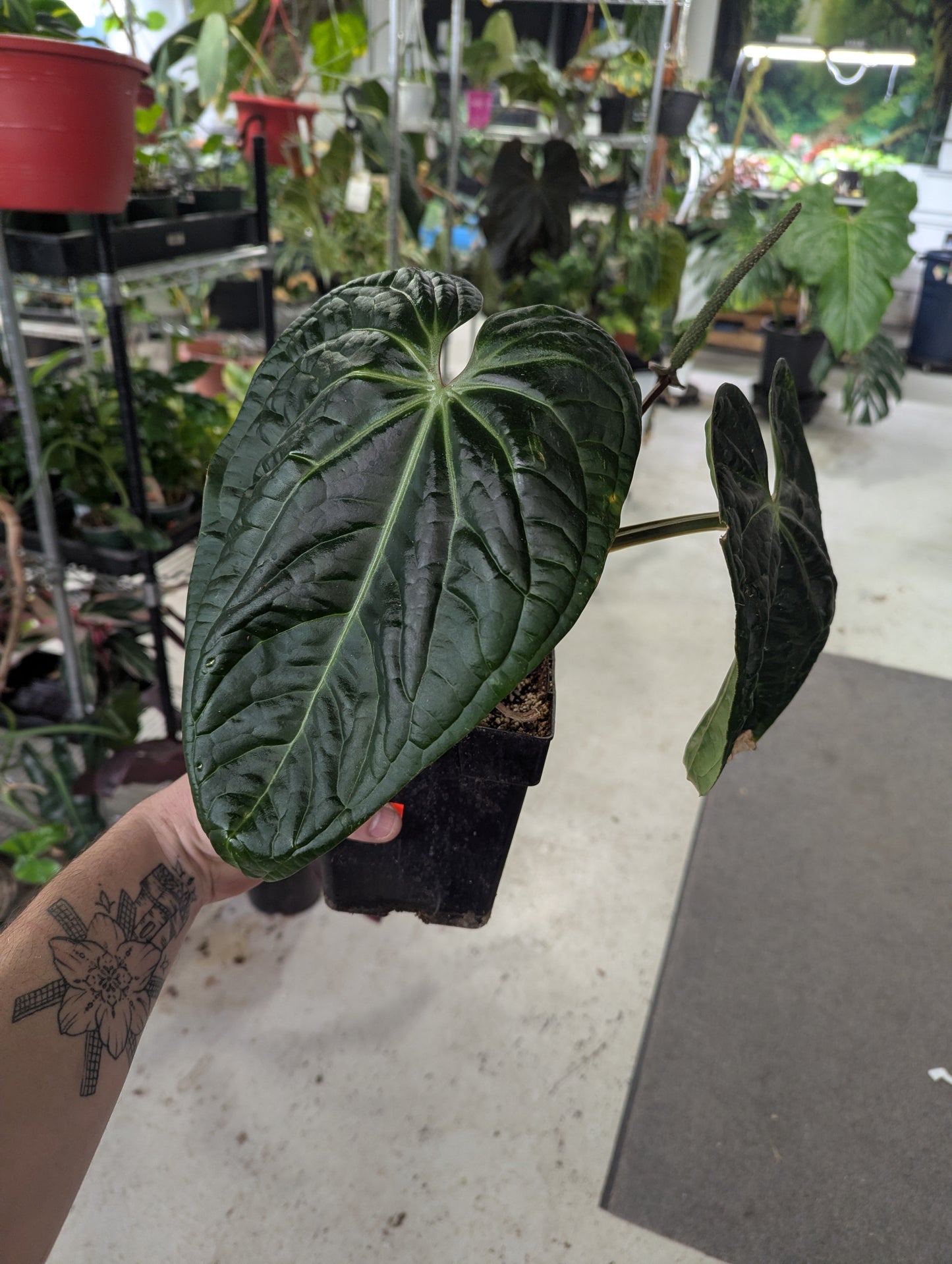 6 inch  Ant.Villenaorum  x  Luxurirans