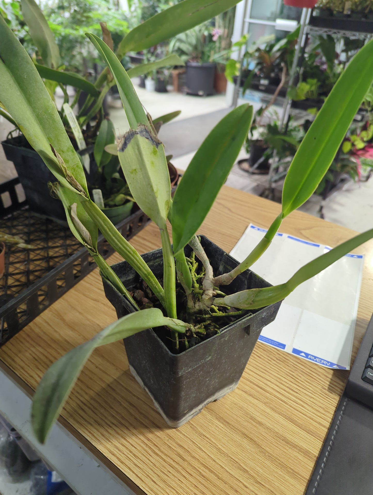 Cattleya Mossiae Orchid