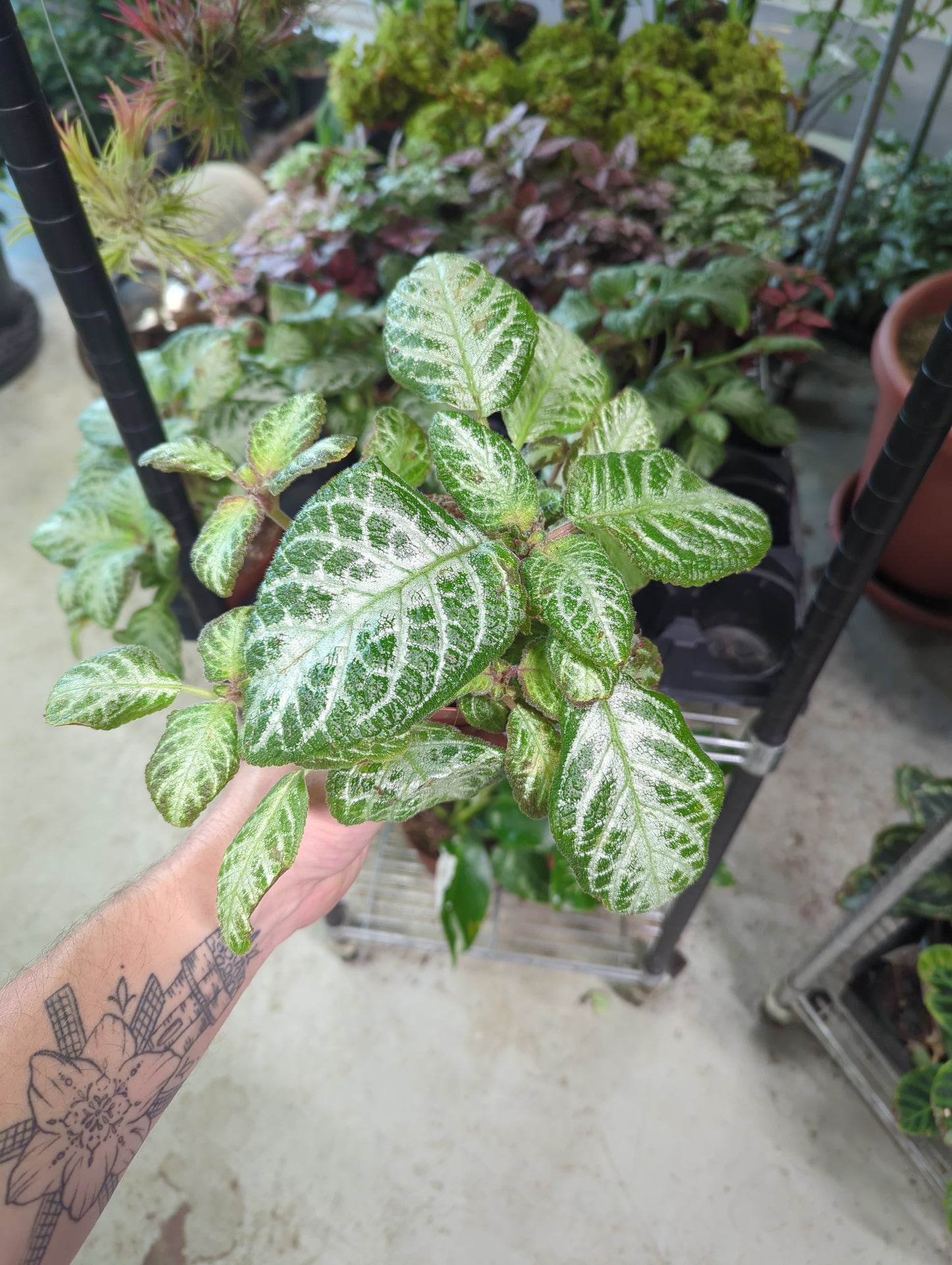 Episcia silver screen