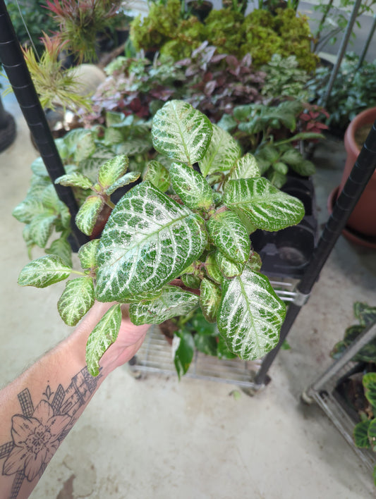Episcia silver screen
