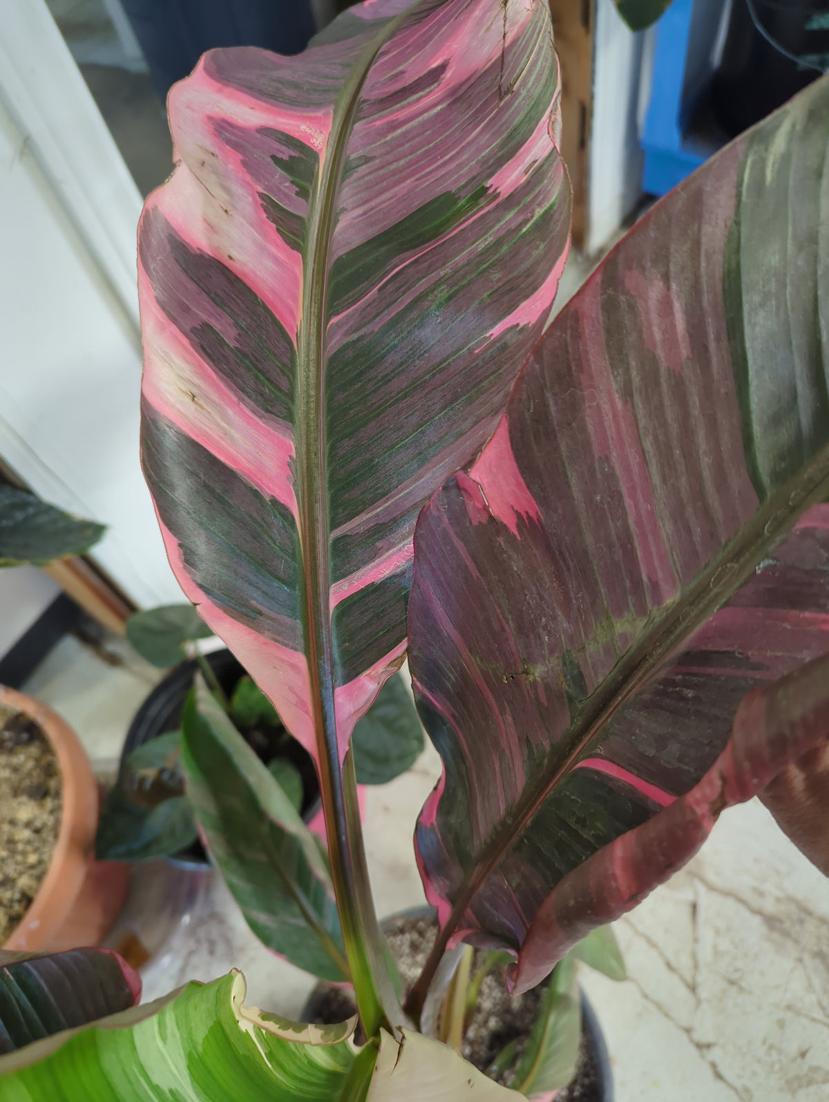 Musa NoNoPink Variegated Banana