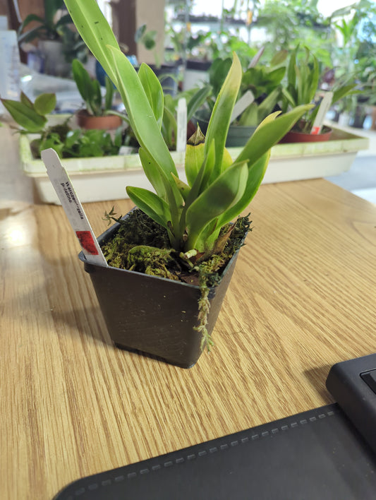 Warczewiczella palatina