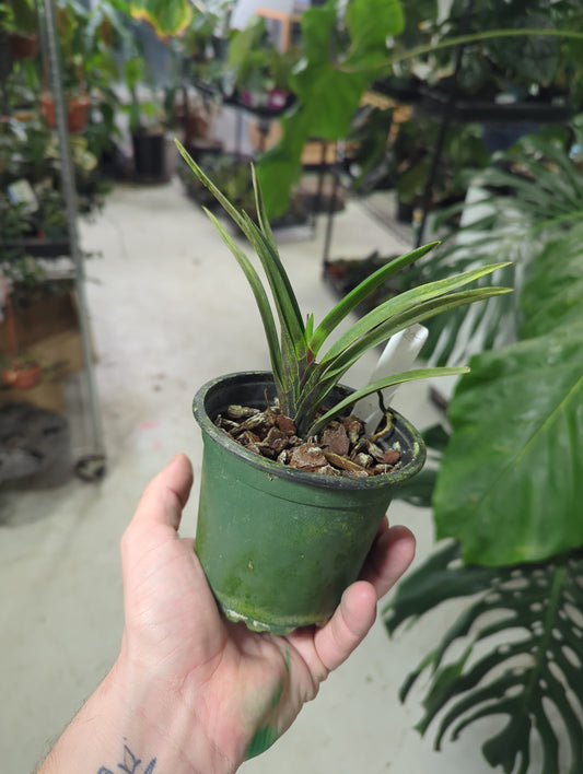 Neofinetia(Vanda) falcata