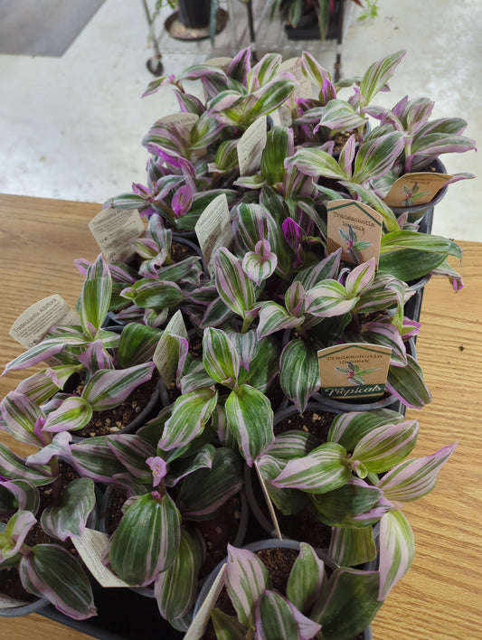 Tradescantia Nanouk 4 Inch