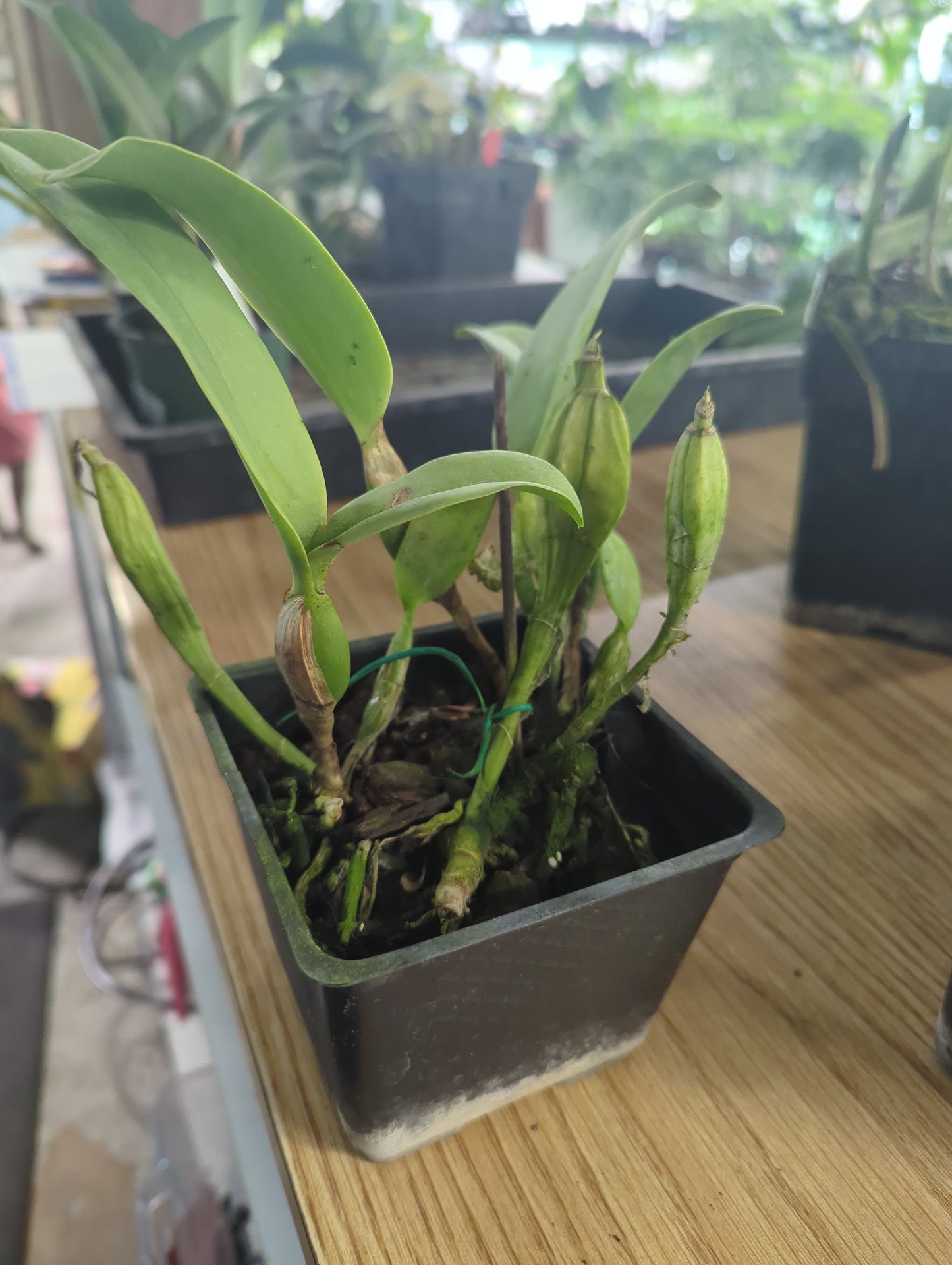 Cattleya Skinneri 'Heiti Jacobs' FCC/AOS