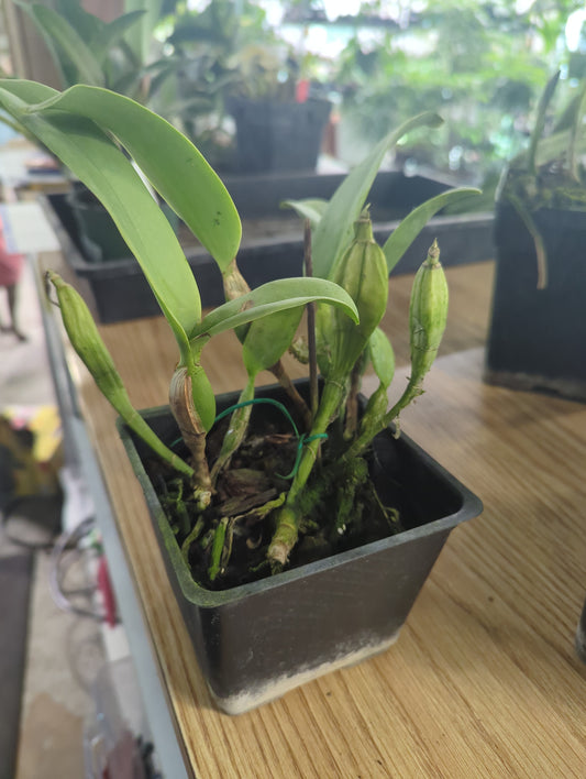 Cattleya Skinneri 'Heiti Jacobs' FCC/AOS