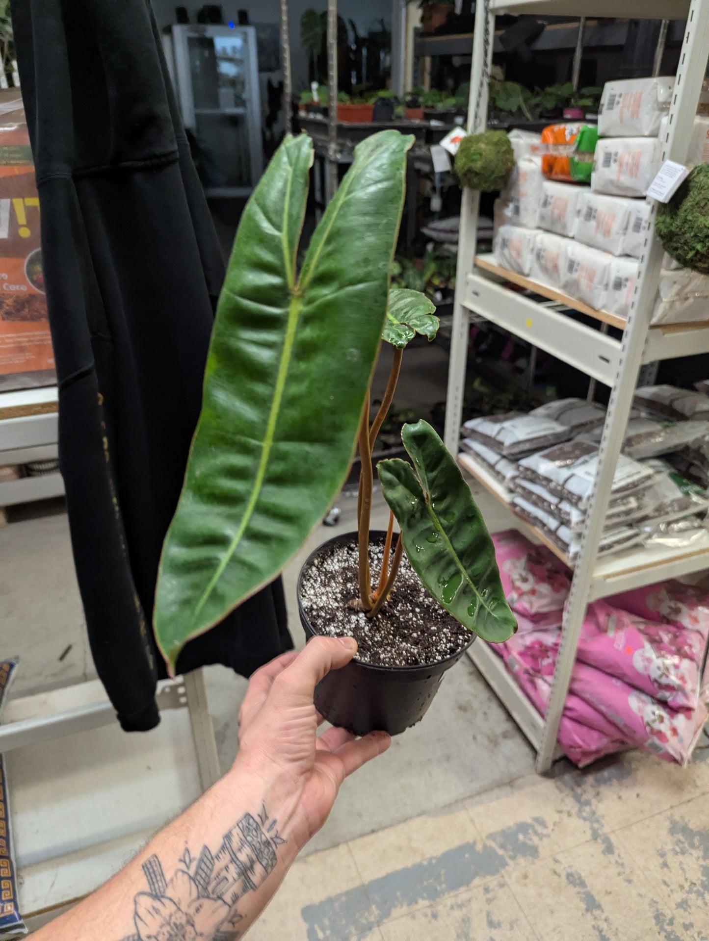 Philo Billietiae 6 inch