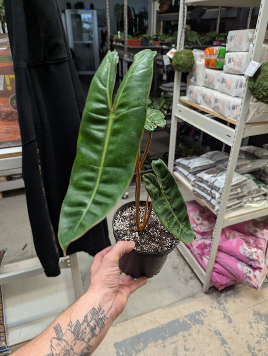 Philo Billietiae 6 inch