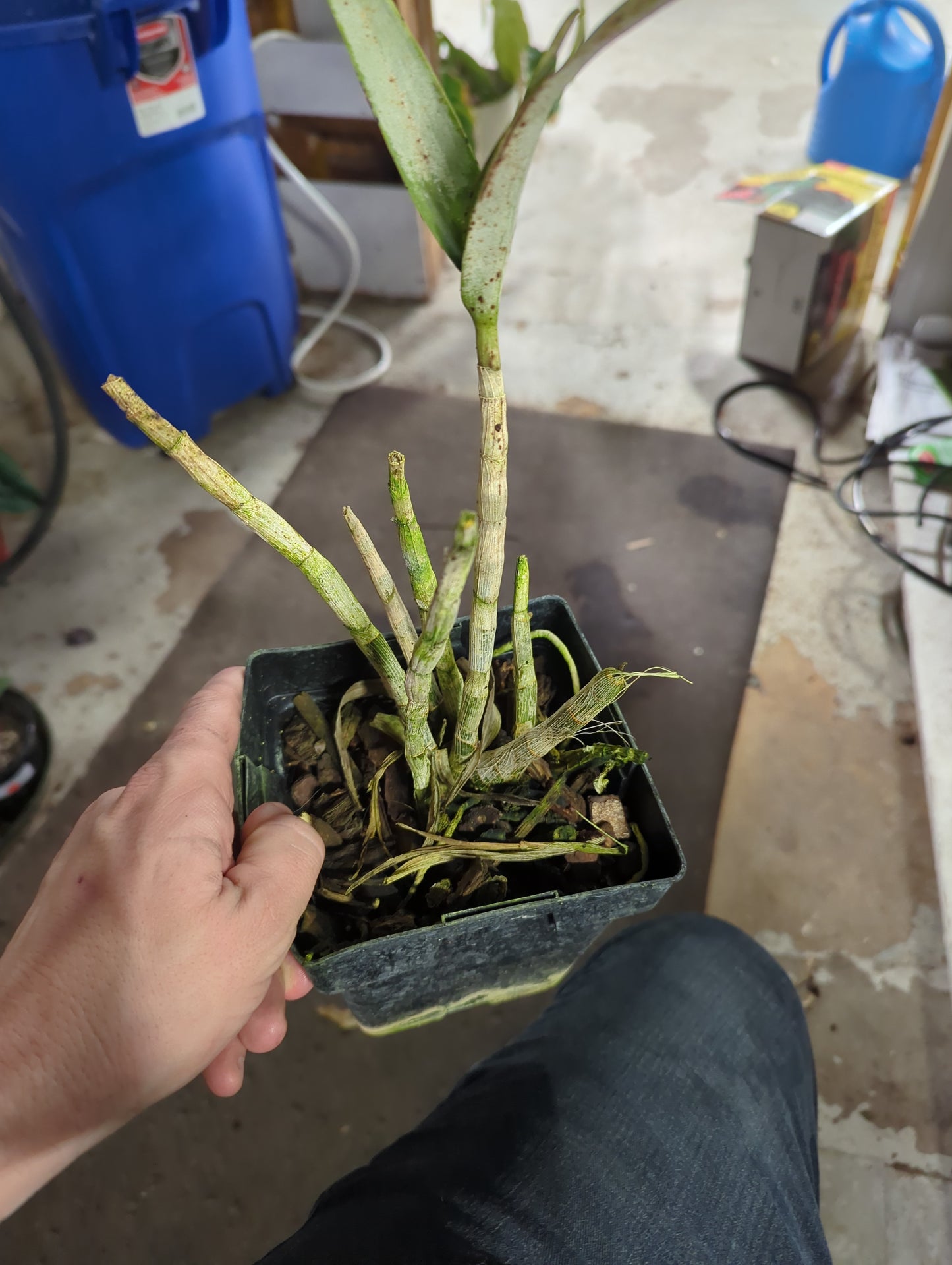 Dendrobium  Airly Sweet Blue