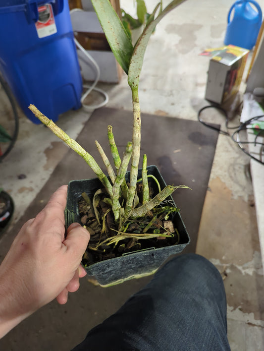 Dendrobium  Airly Sweet Blue