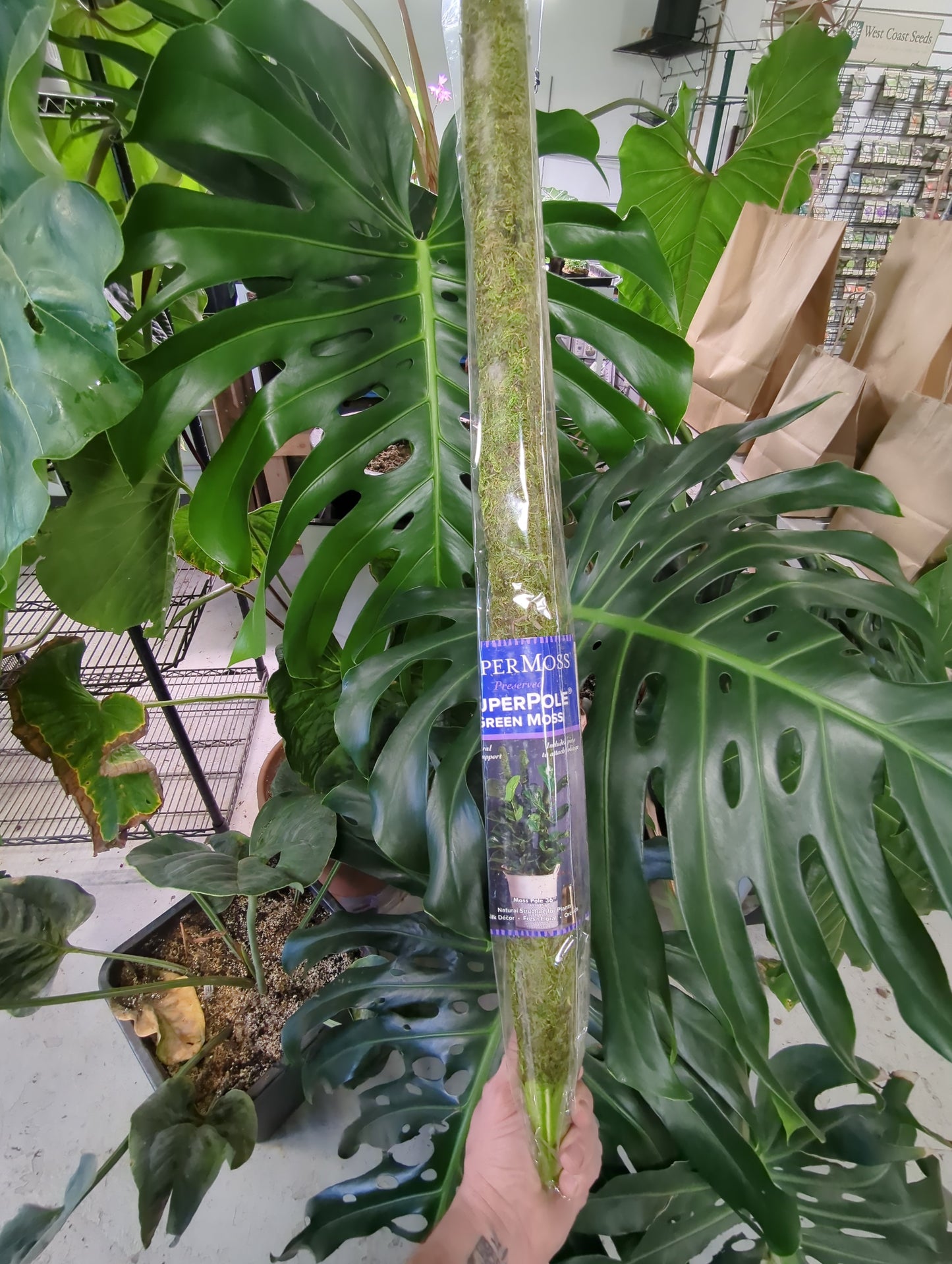 Moss Pole Preserved Fresh Green 36"