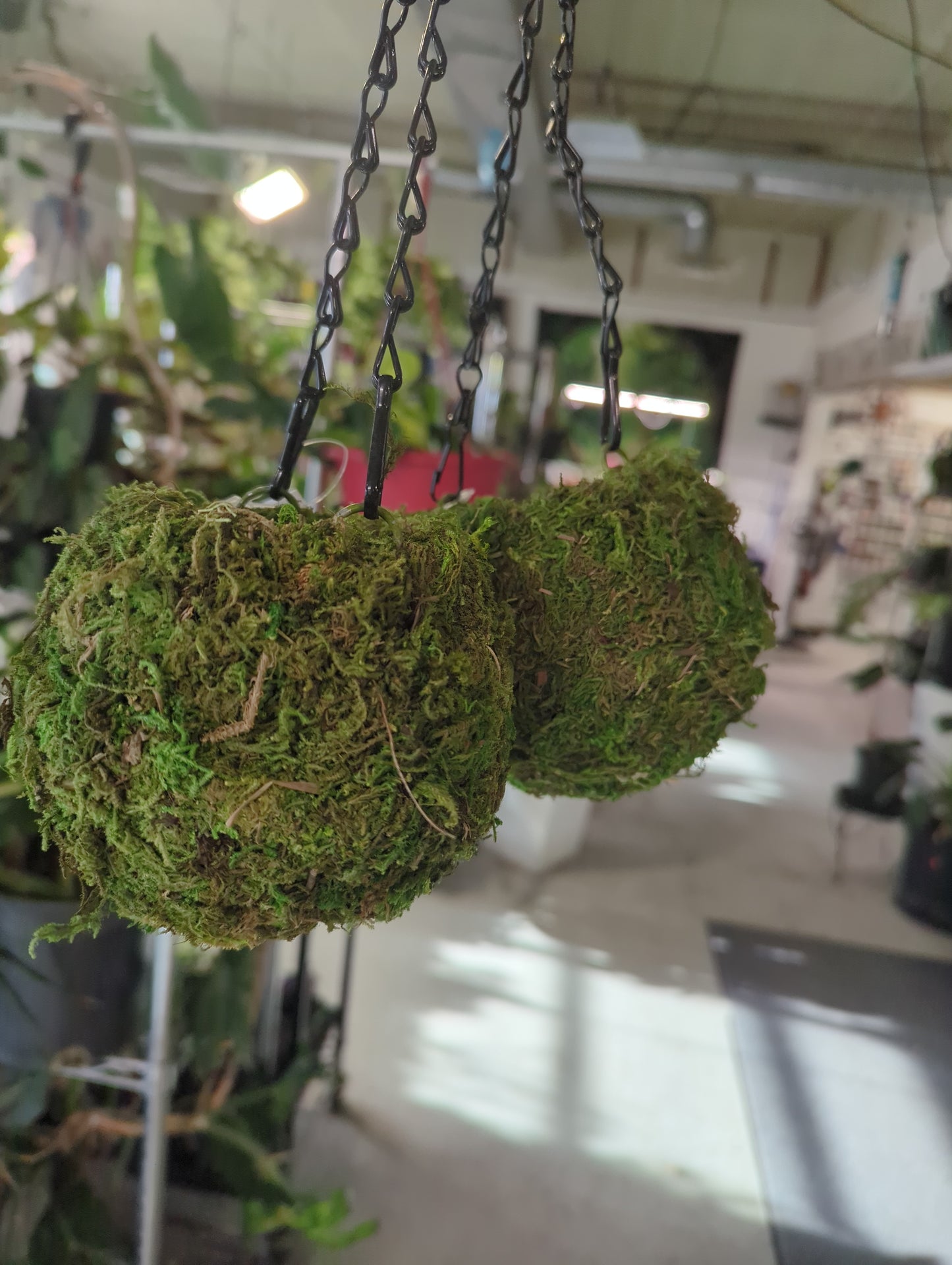 KOKEDAMA FRESH GREEN 4IN DIAMETER