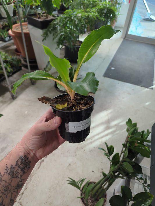4 inch Spider Plant Orange / Fire Flash