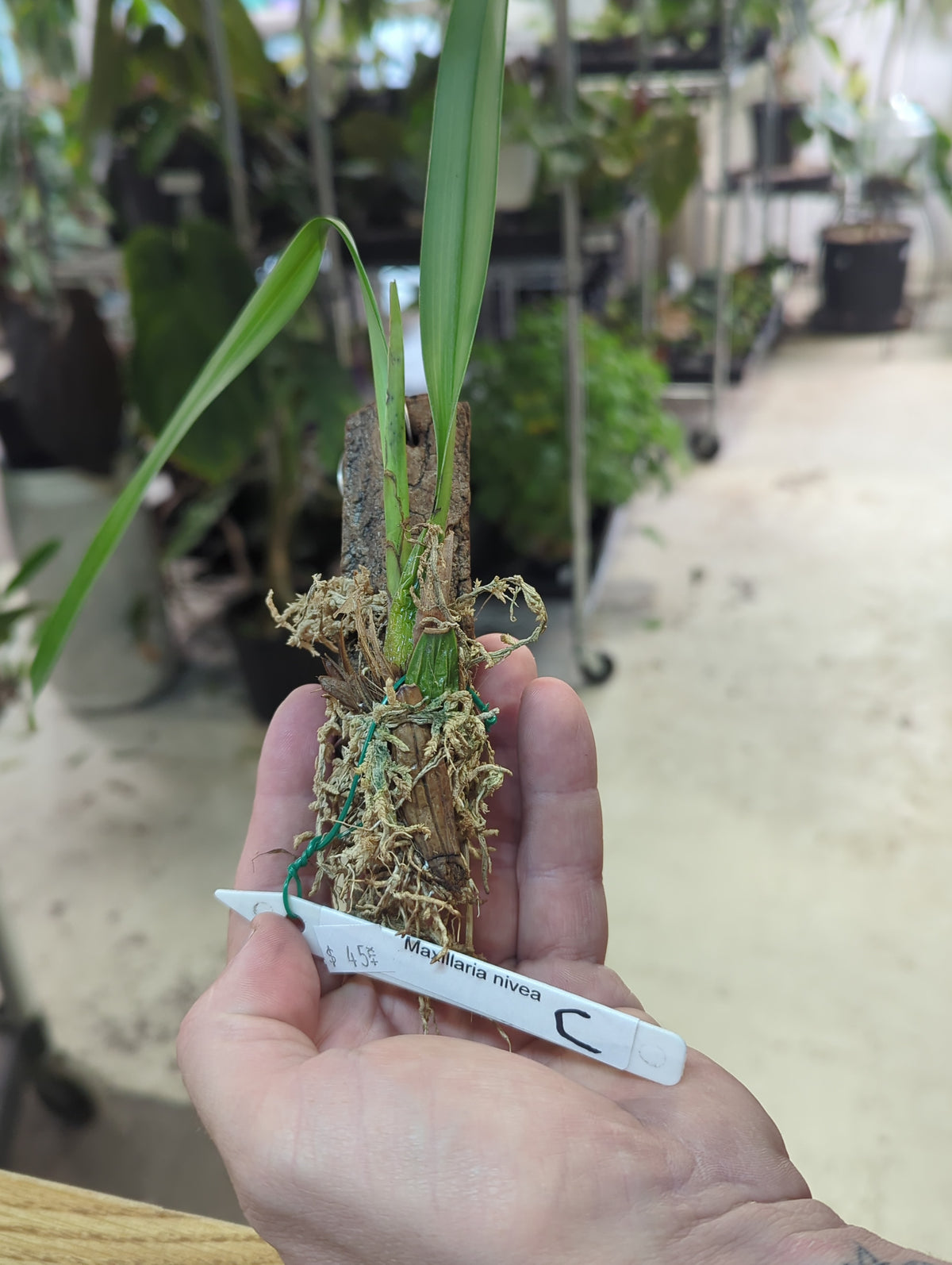 Maxillaria nivea