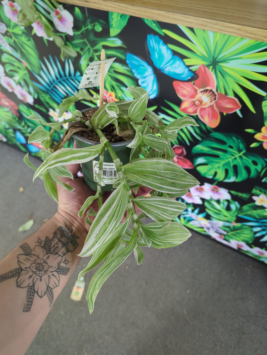 Tradescantia White Velvet