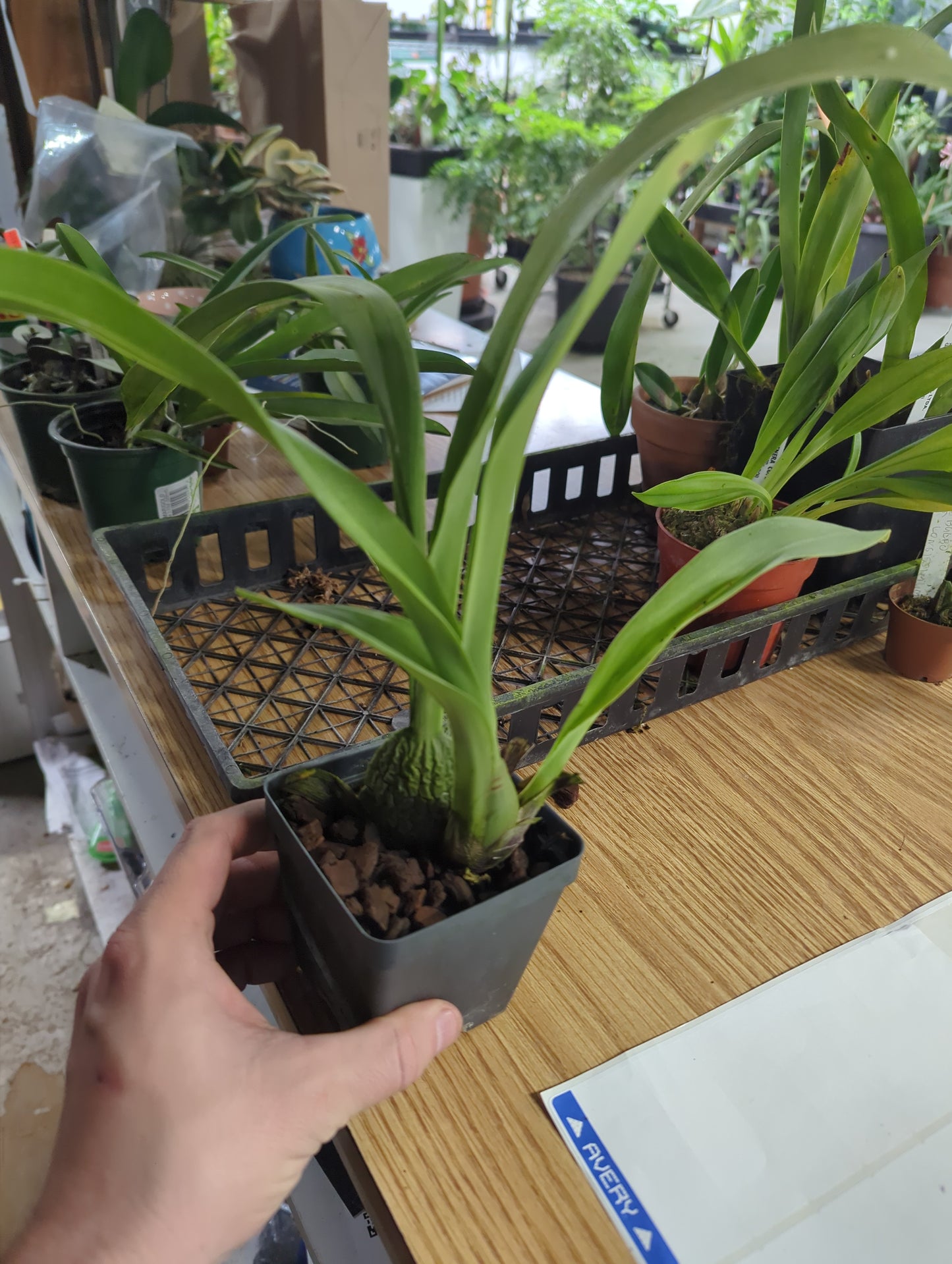 Oncidium Lovely Penguin 'Emperor