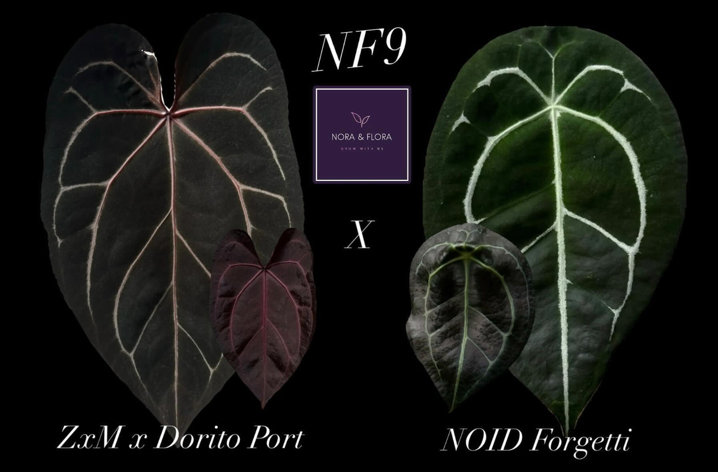 Anthurium (Zxm x Dorito Port) x  NOID Forgetii
