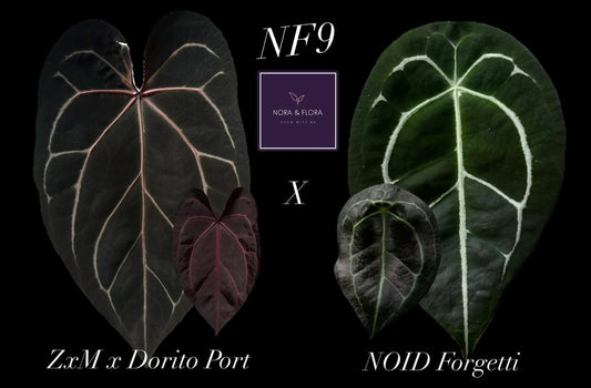 Anthurium (Zxm x Dorito Port) x  NOID Forgetii