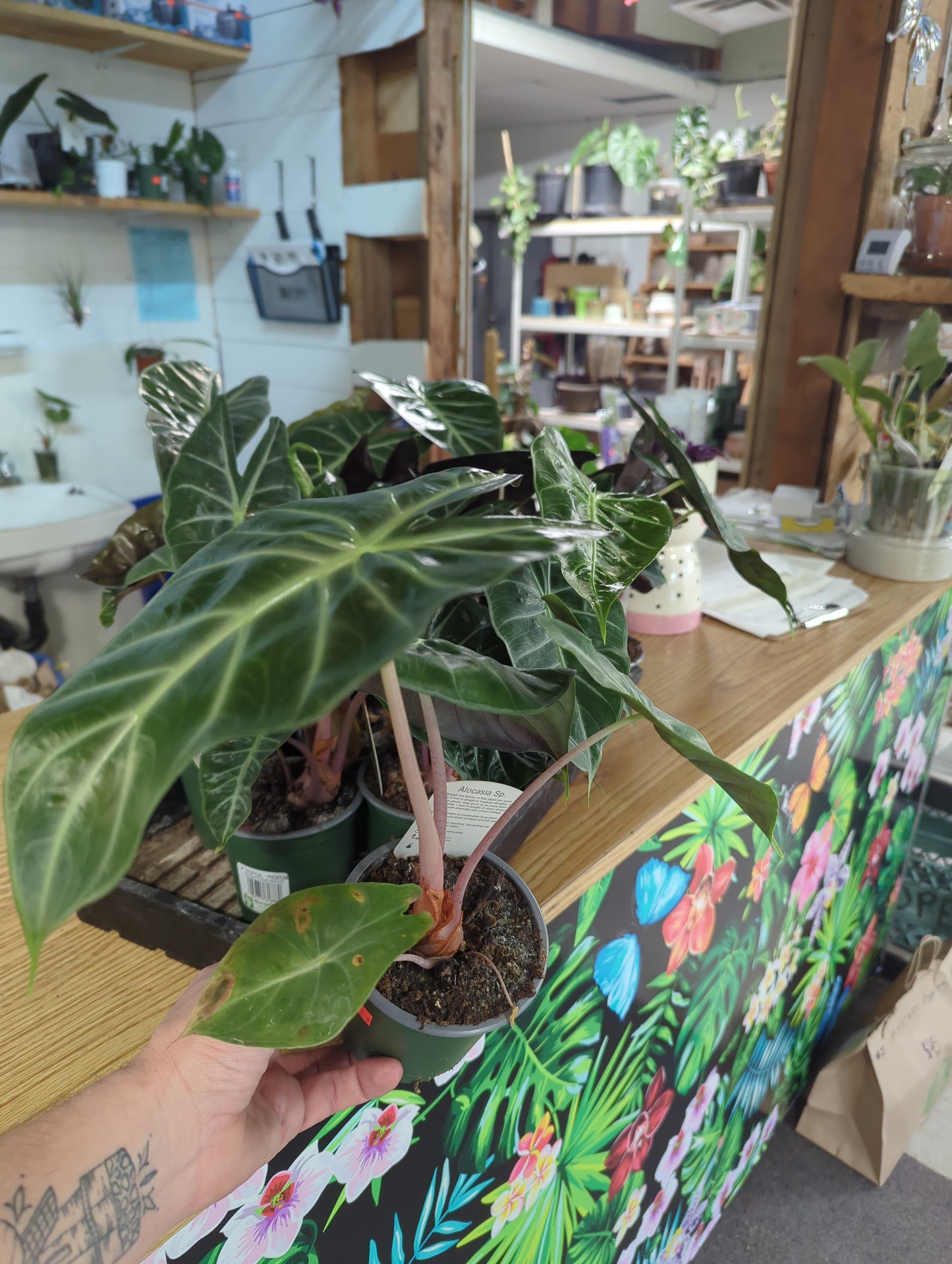 ALOCASIA PINK PRINCESS