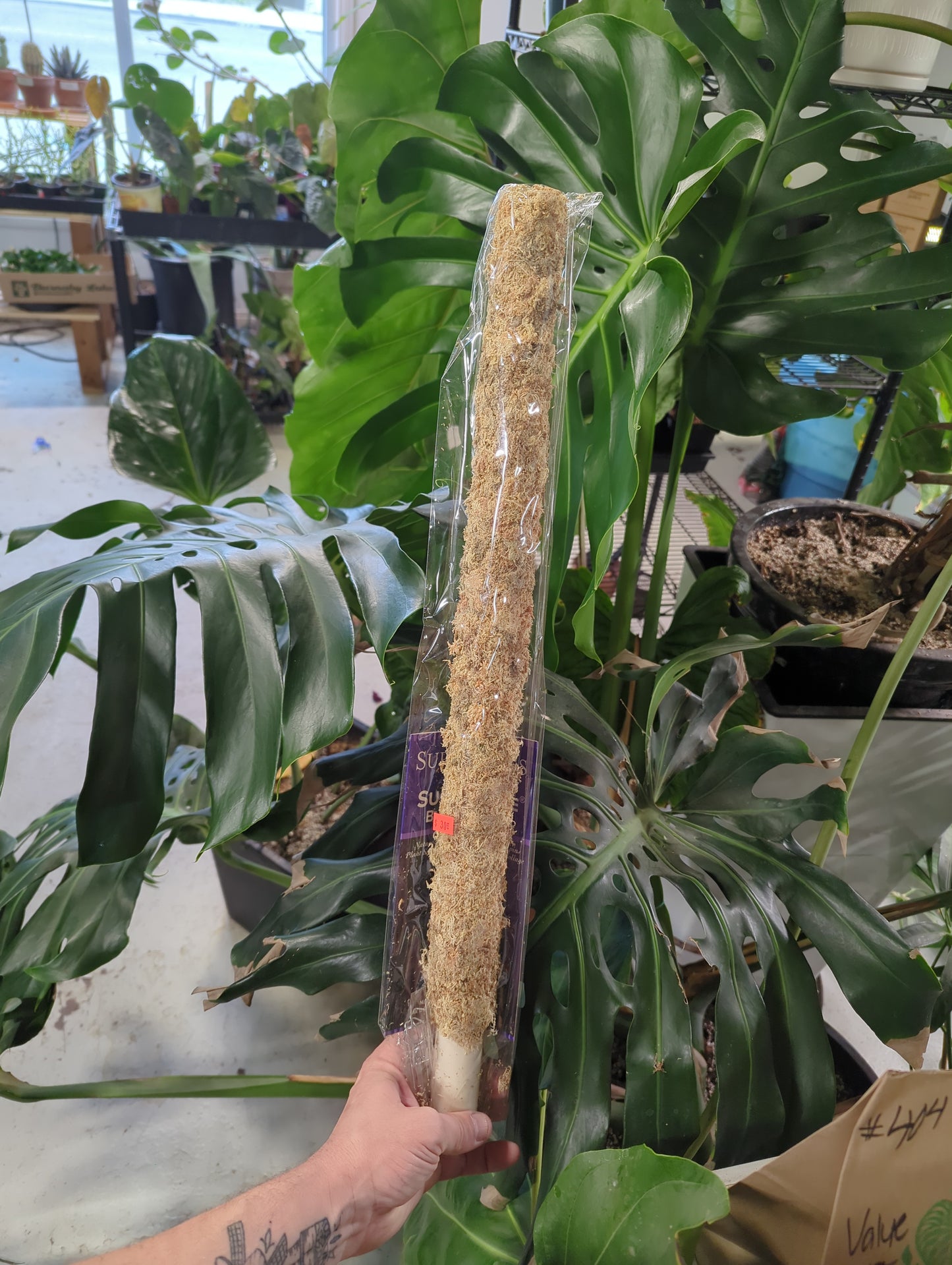 Blonde Sphagnum Moss Pole 24"
