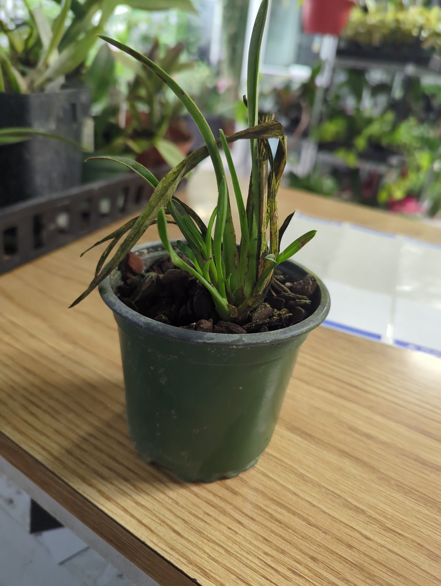 Ada Elegantula White Lip