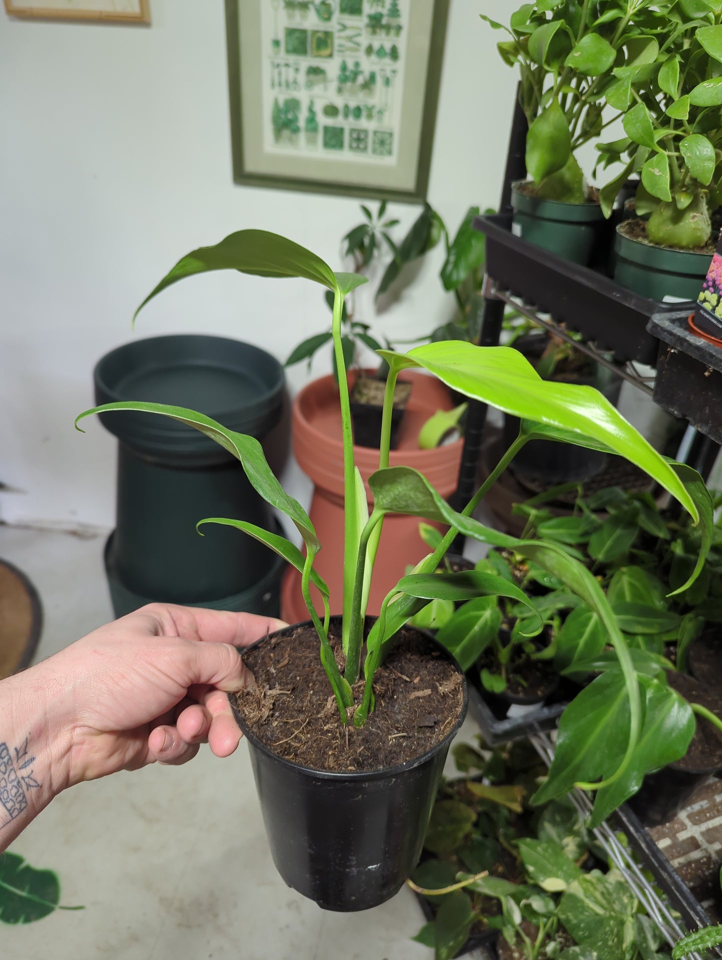 Monstera 'Dilacerata' Burle Marx Flame 6"