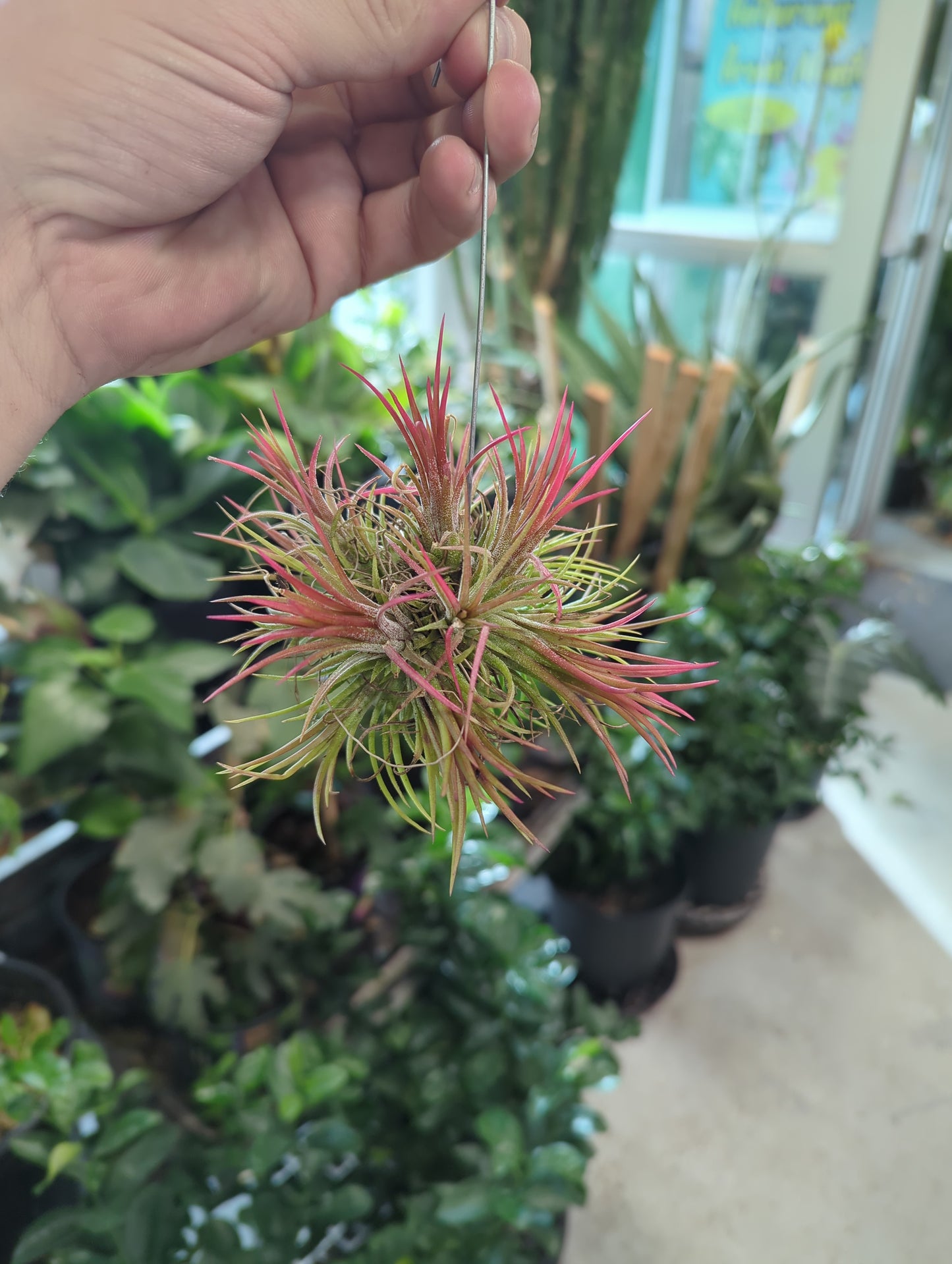 Air Plant-Ionantha Fuego Hanging Cluster