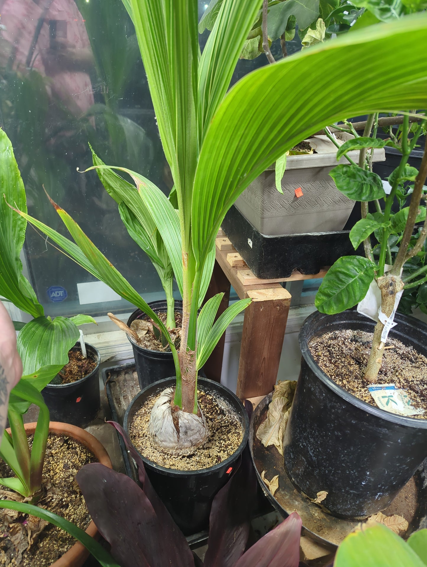 Coconut  Palm 'Cocos nucifera' 3 gal