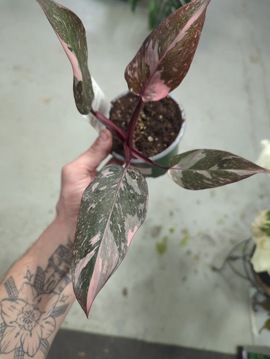 Philodendron Pink Princess - Erubescens 4 inch