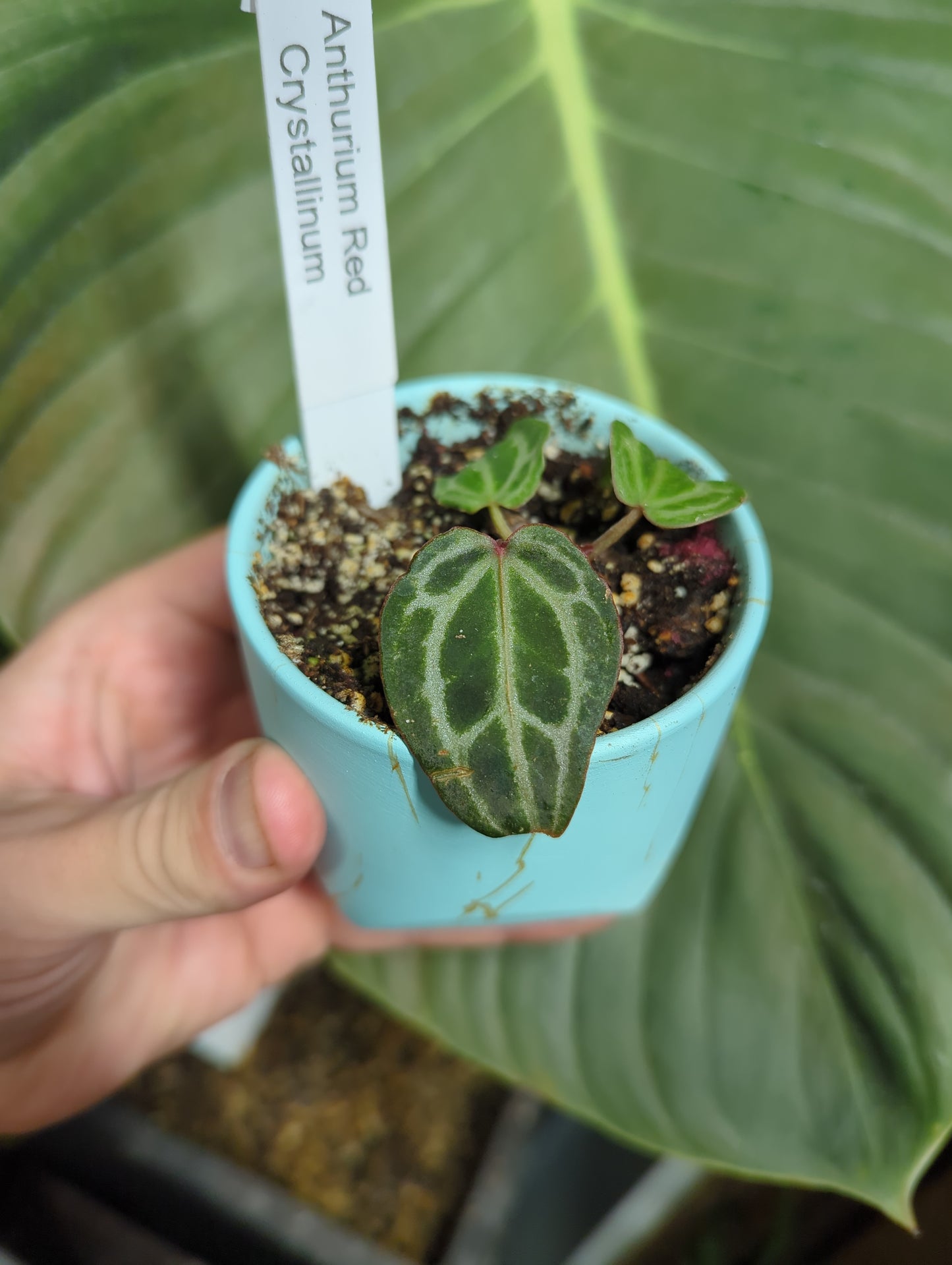 Anthurium Red Crystallinium