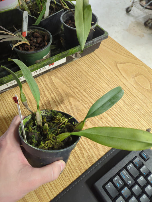 Bulbophyllum Rothschildianum
