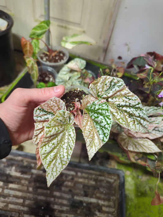 Begonia Snow Capped Variegated