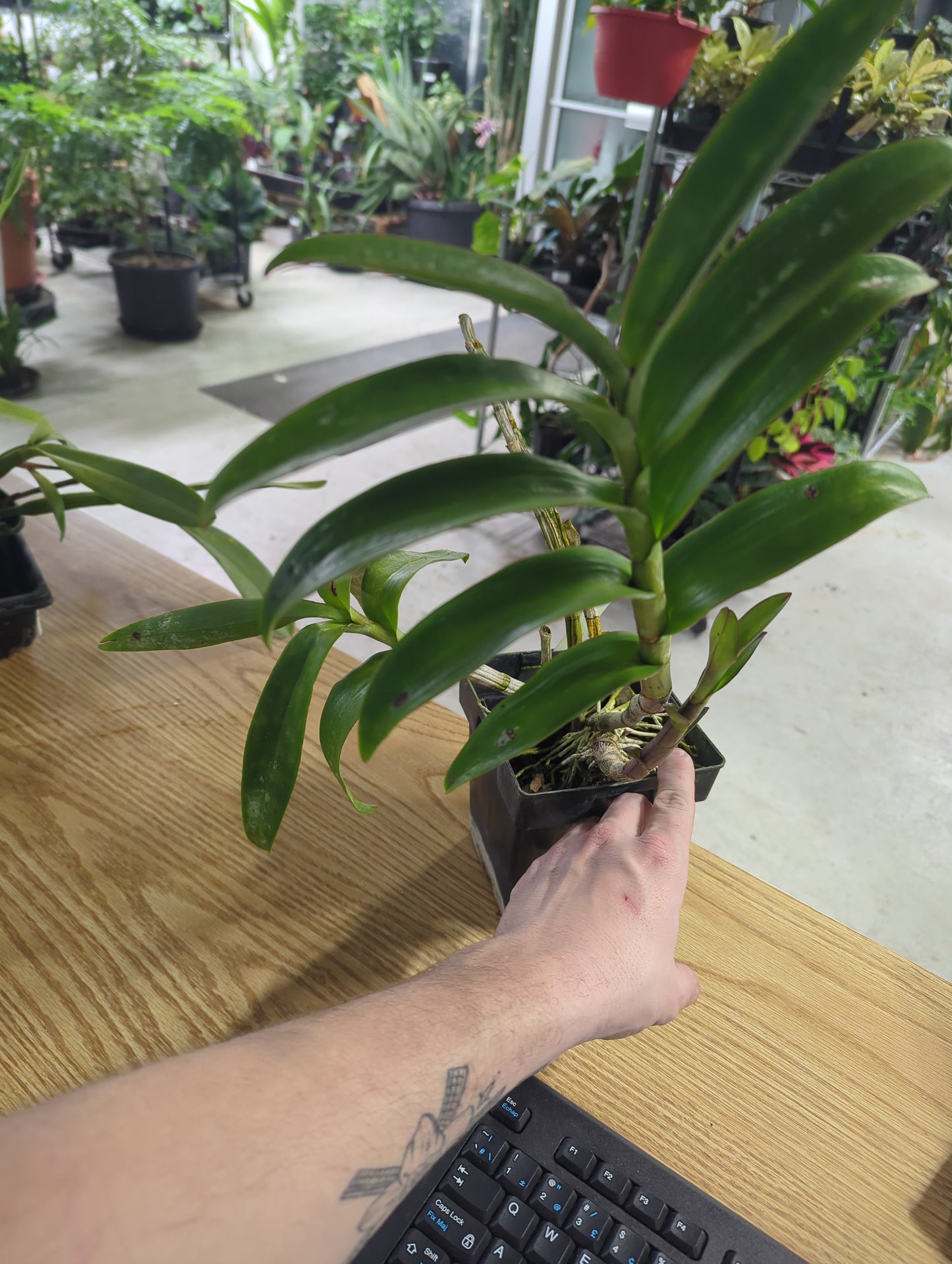 Dendrobium Boonchoo Gold tricol