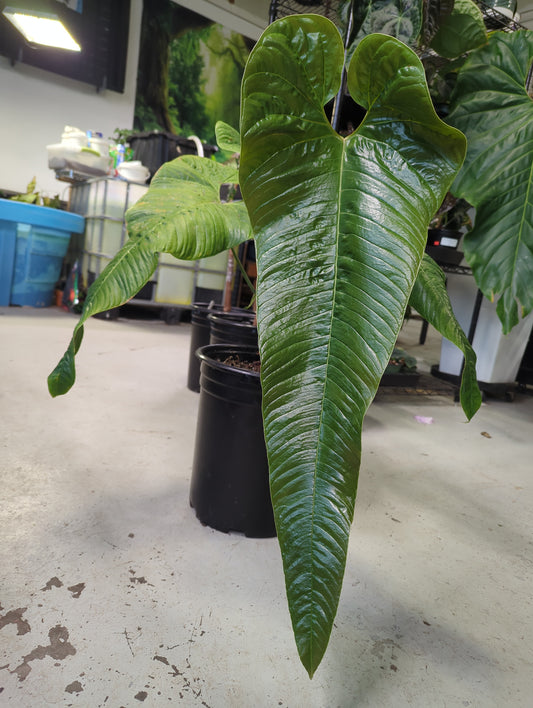 Anthurium offolterianum 5 gal