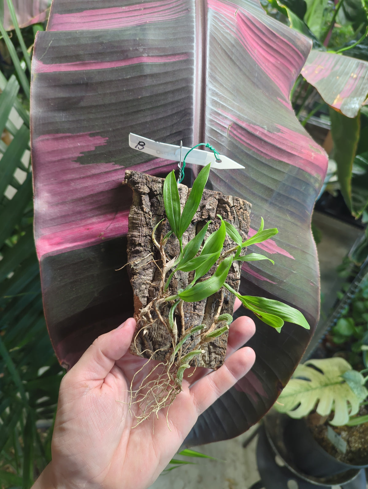 Coelogyne Fimbriata mounted orchids
