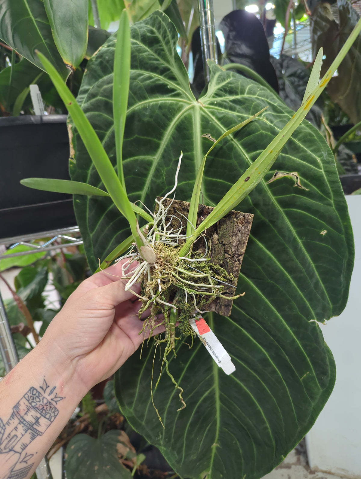 ENCYCLIA DICHROMA mounted on cork