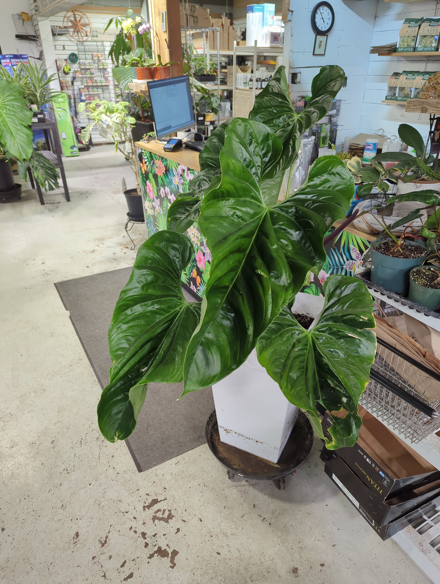 Anthurium pandurilaminum cf