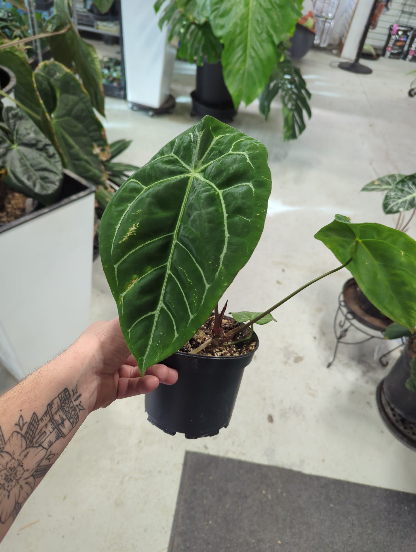 Anthurium Magnificum Hybrid 6"