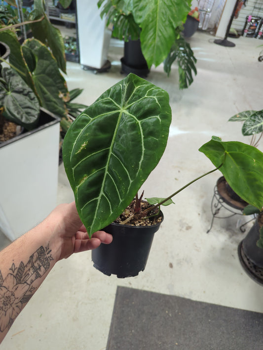 Anthurium Magnificum Hybrid 6"