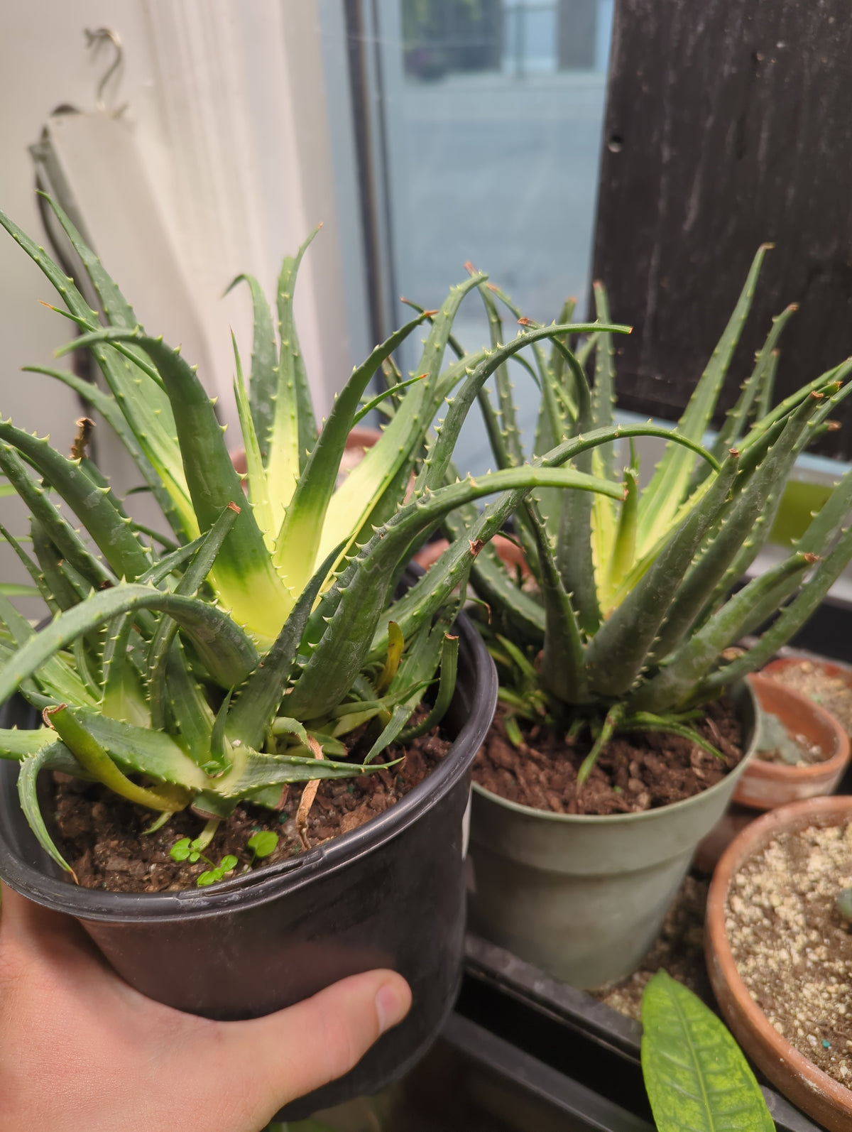 Variegated aloe vera