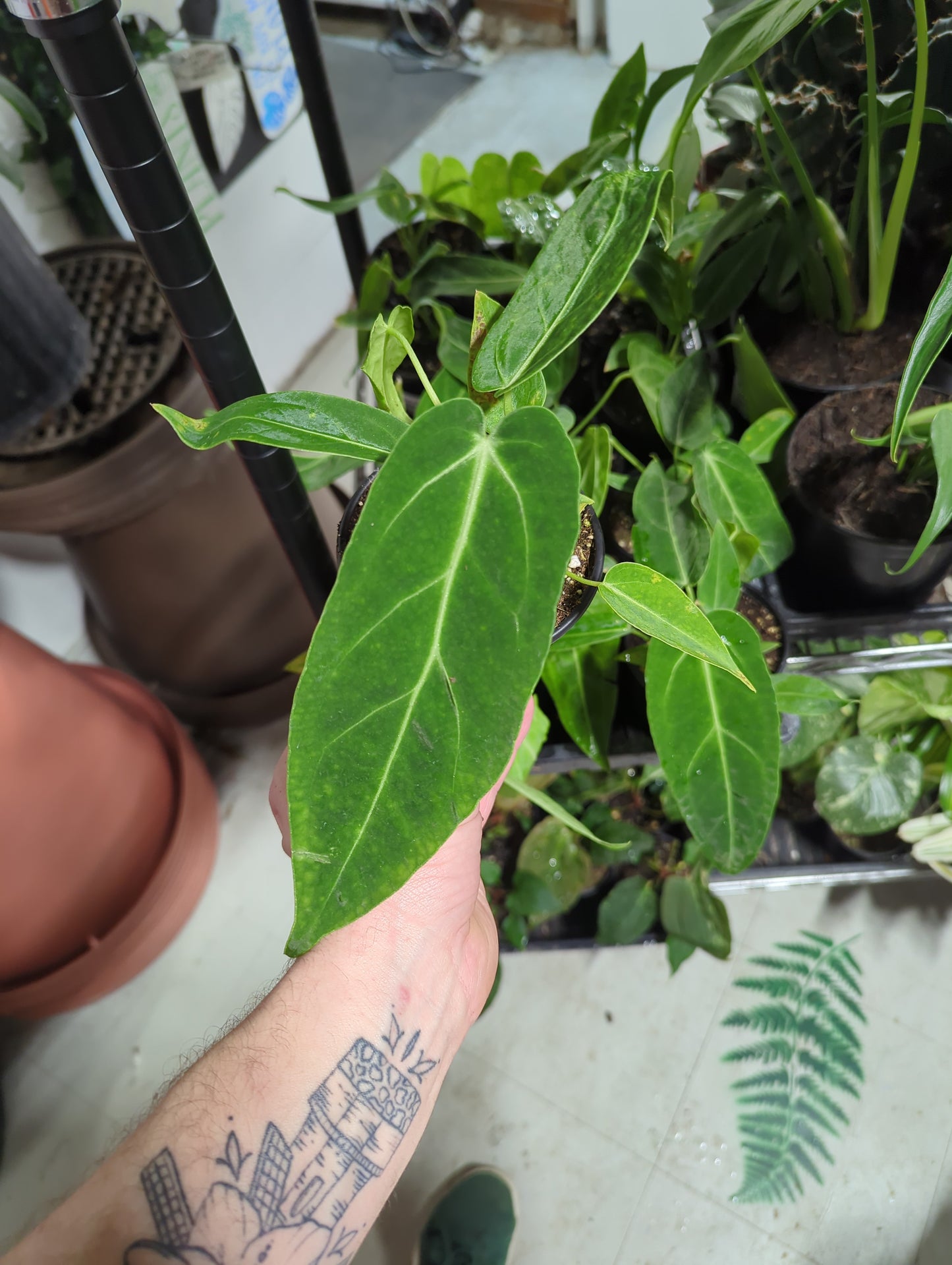 Anthurium Waroqueanum x Magnificum 4"