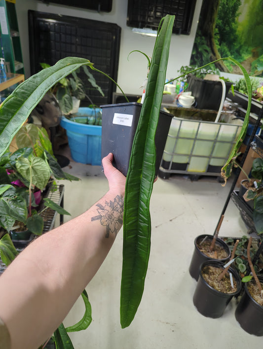 Anthurium Lutheri