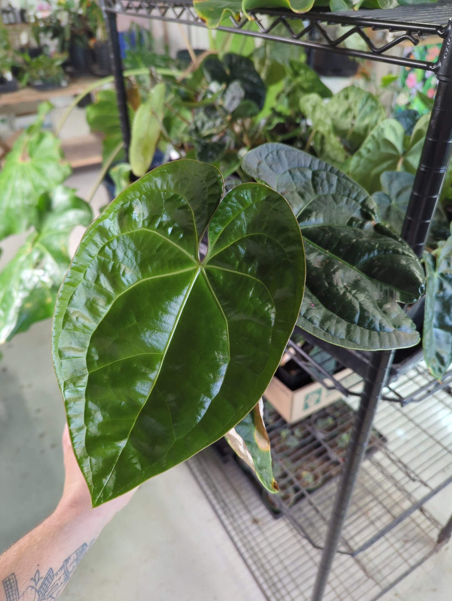 Ant Forgetii X (Waterbury x Warocqueanum)