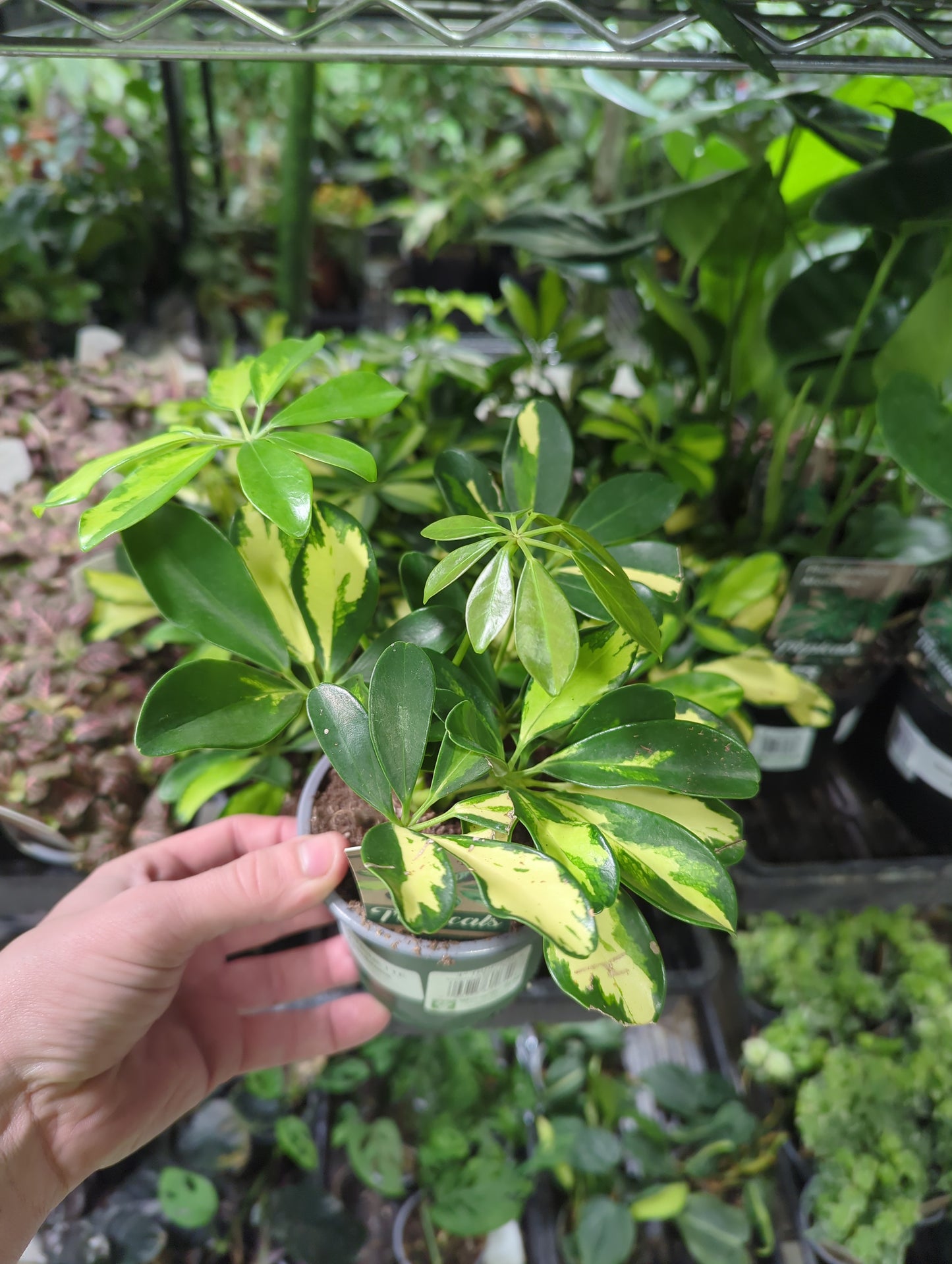 SCHEFFLERA-TRINETTE Variegated Umbrella
