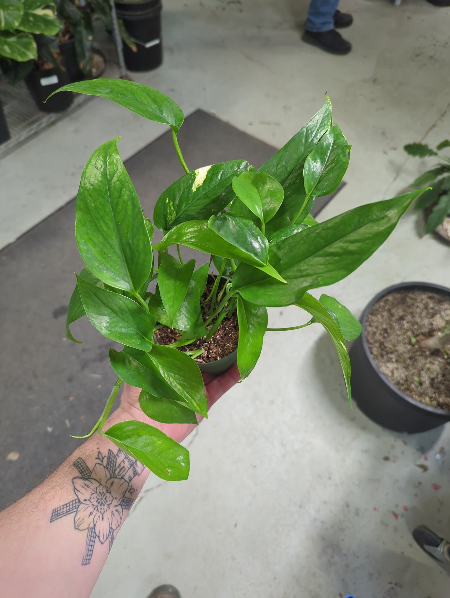 Epipremnum pinnatum aureum