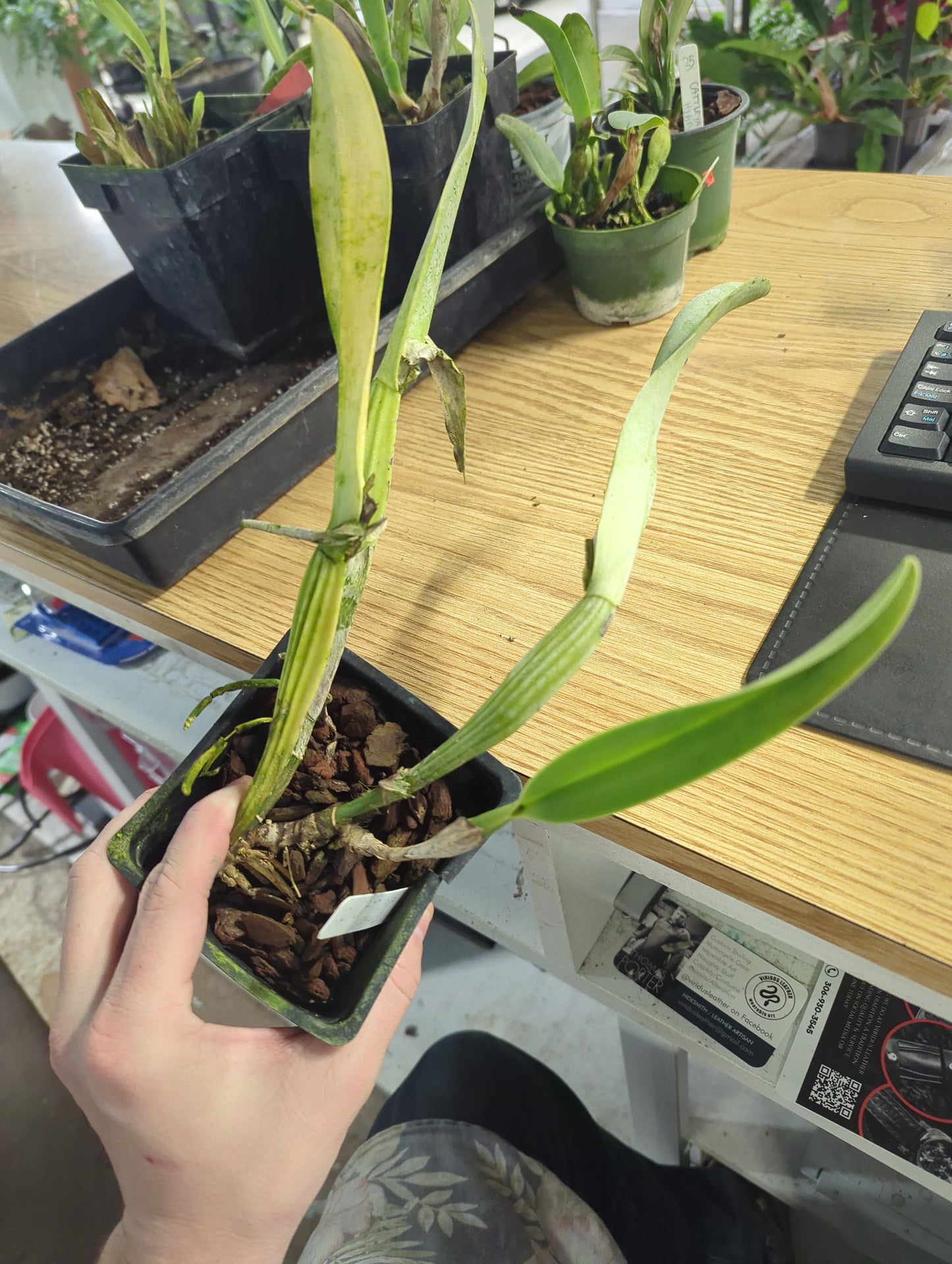 Cattleya Gaskelliana Alba